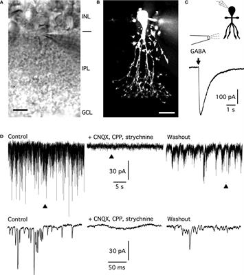 Functional properties of GABAA receptors of AII amacrine cells of the rat retina